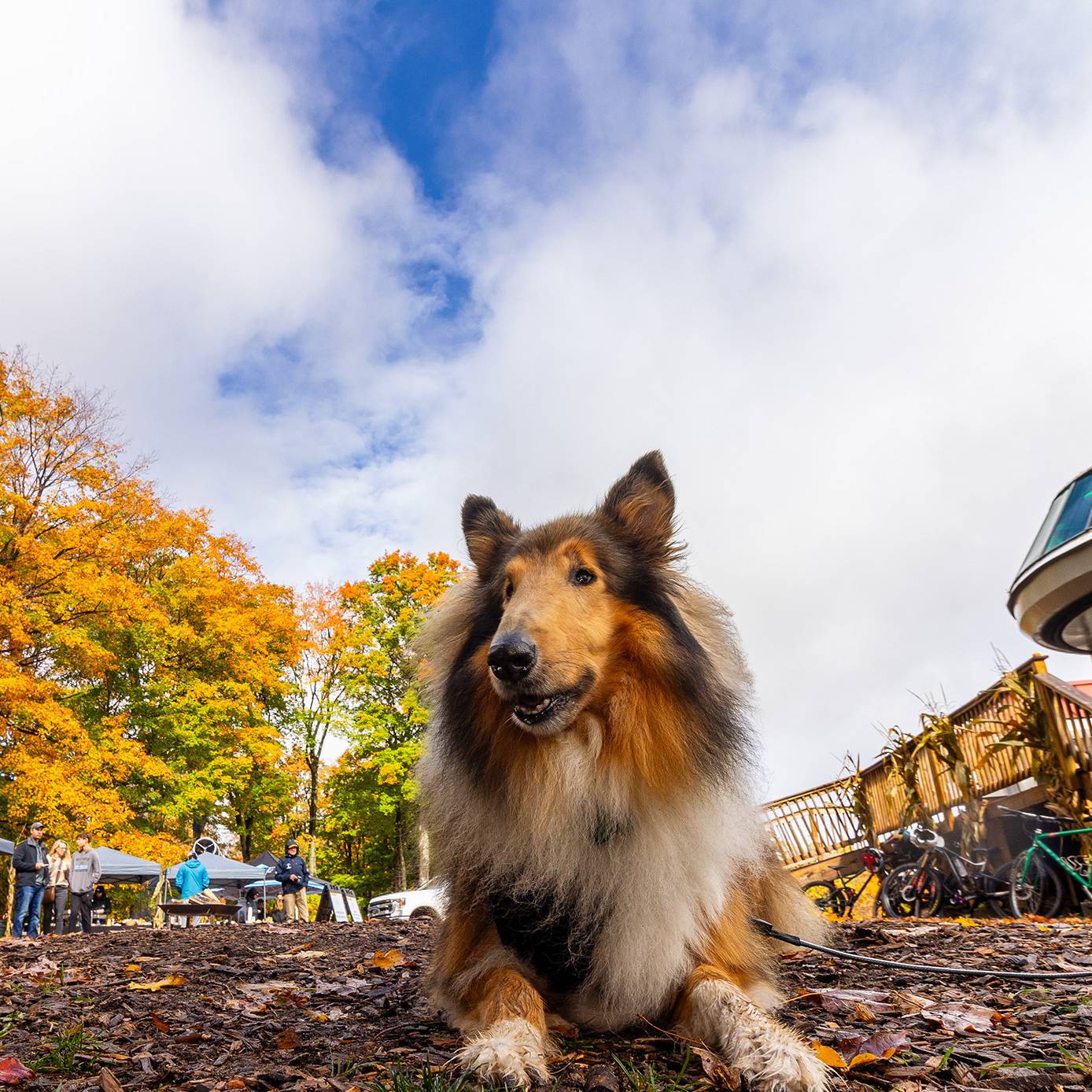 A dog laying down on the ground at The Highlands